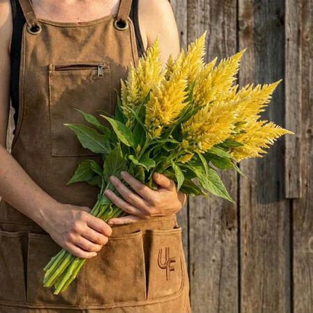 Cream Kimono, Celosia Seeds - Packet image number null